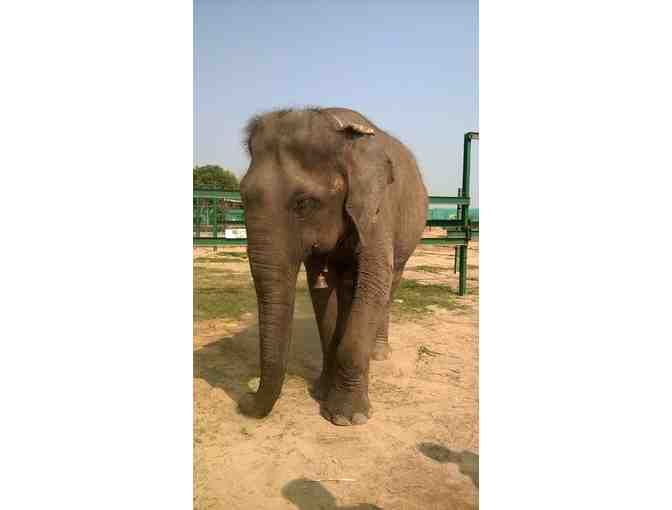 Garfield Poster - Signed