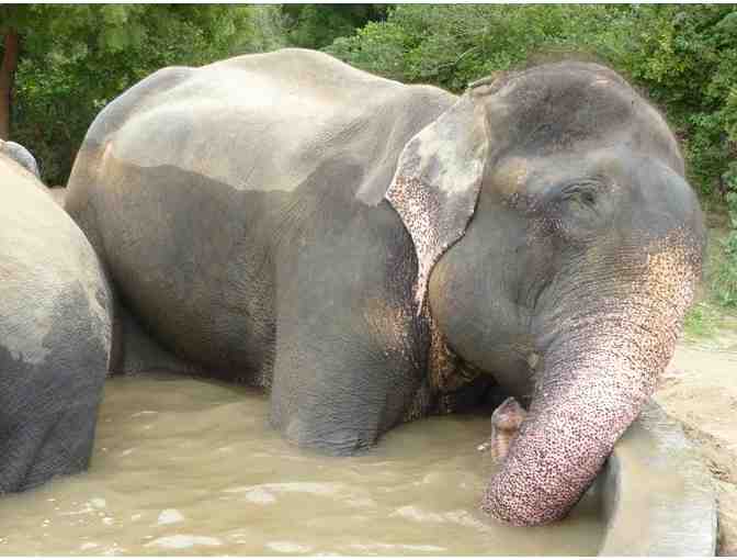 'Raju Forever Free' - Print by Ann Radley