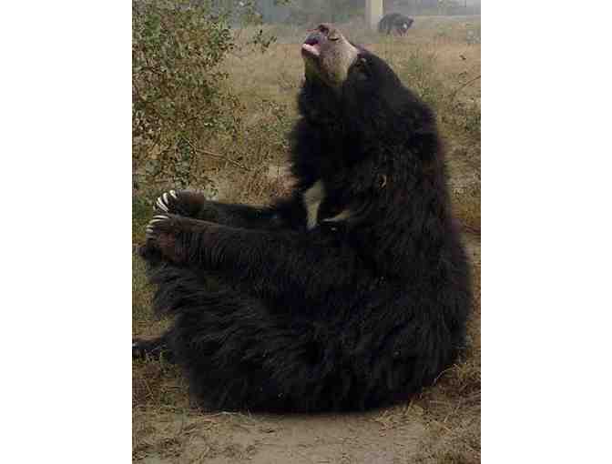 Rose Petals- An Original by Alpana Ahuja