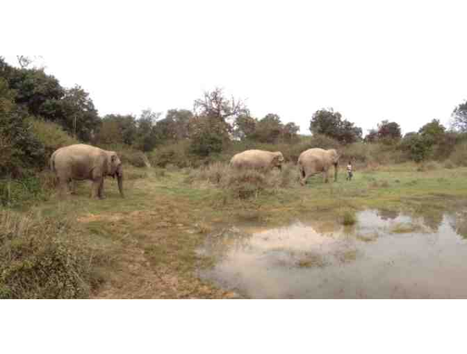 Disneyland and California Adventure Pass