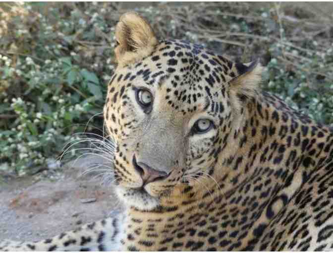 Audio Meditation Download, Guided by Aron Stein