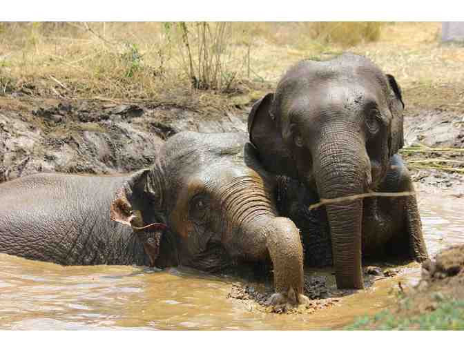 Lynda Colley Animal Drawings - 'Eli'