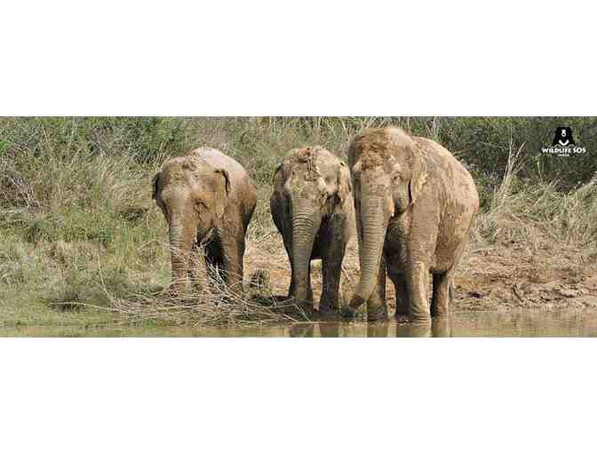 Lynda Colley Animal Drawings - 'Bodhi'