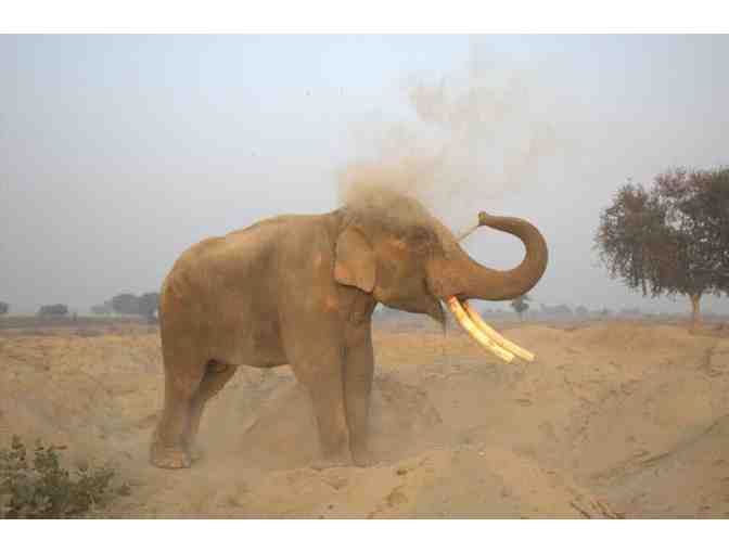 Ganesh Giclee Print - Yellow by Liora Davis