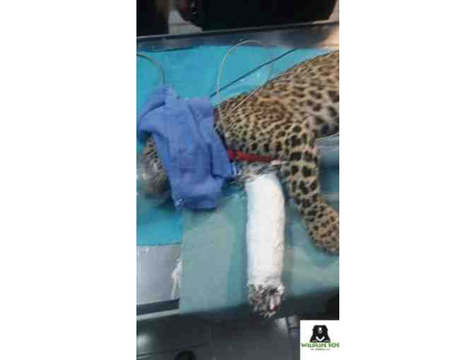 Pets Leave Paw Prints Necklace