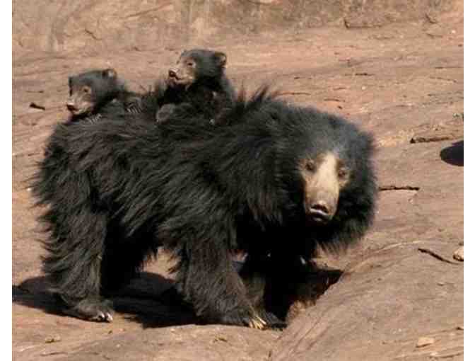 Bear Footprint, in Brass