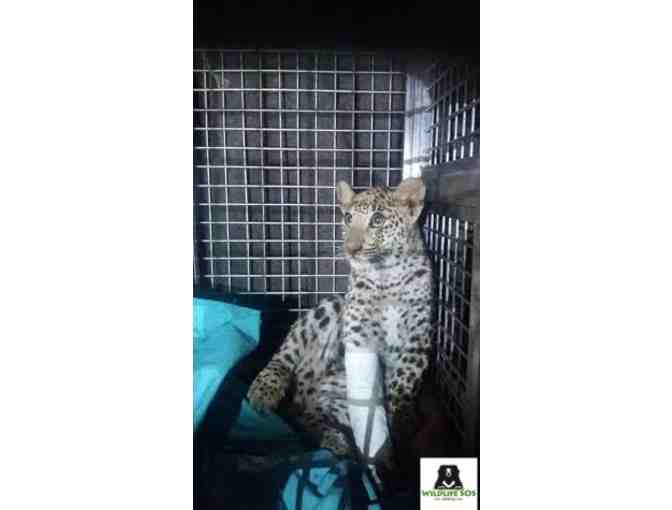 Snow leopard- a giclee by Lesley Galton