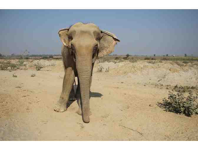 Slurp Slurp Slurp Dog Water Bowl from Pop Doggie