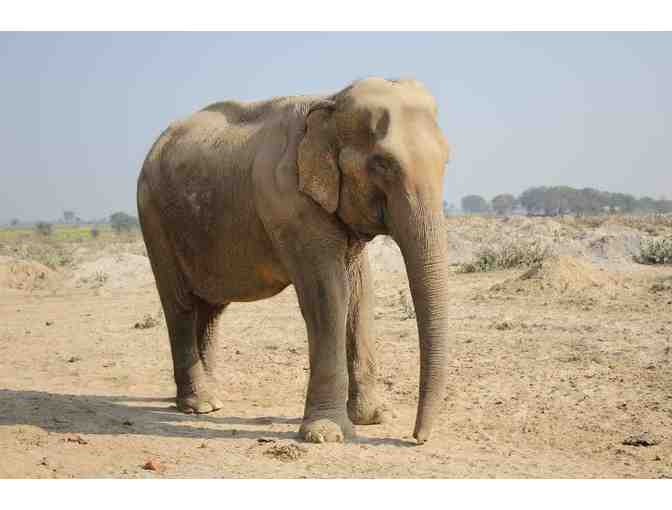 Tanya Baccarat 'Afternoon'- Mixed Media