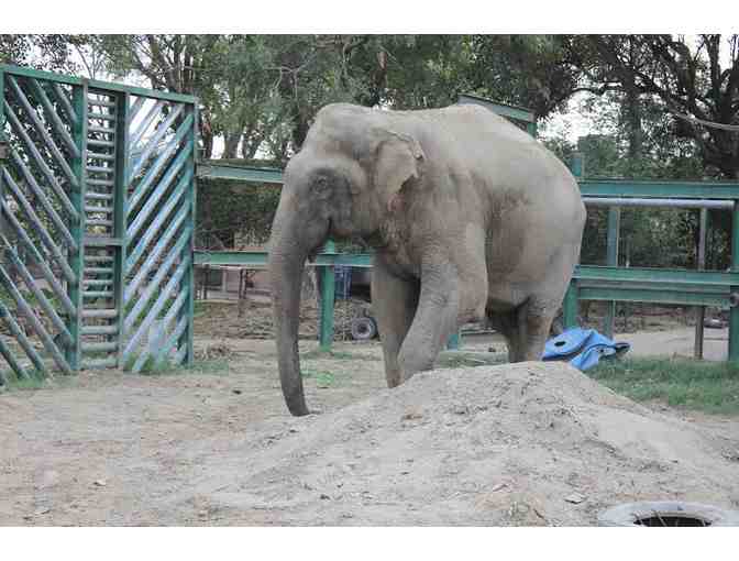 Mother & Baby Elephants - Newborn Onesie