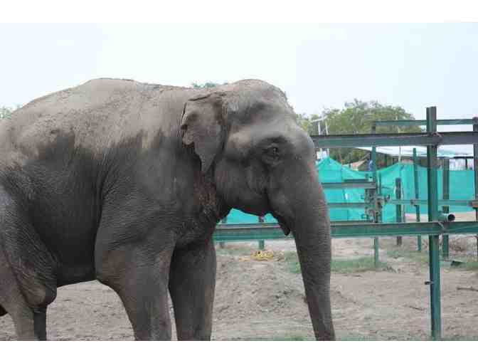 Mother & Baby Elephants - Toddler T Size 4