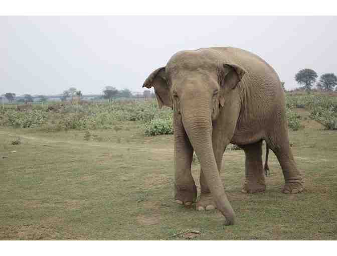 Wistful Fragmentation Collage by Maija Zemitis