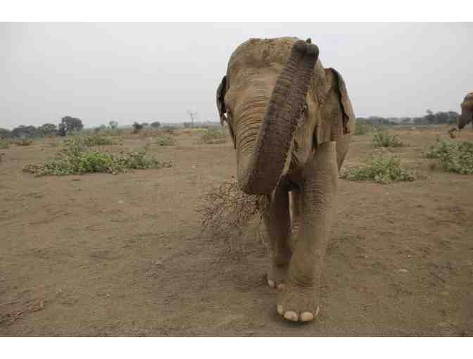 Elephant Charm Necklace