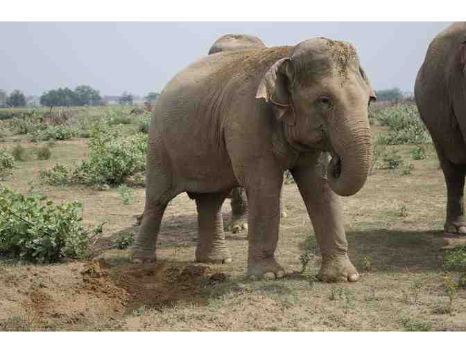 Upside-Down Bat - 12-Month Onesie