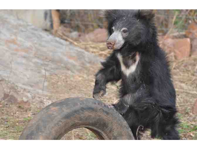 Sloth Bear Watercolor Painting - By Belinda Stewart