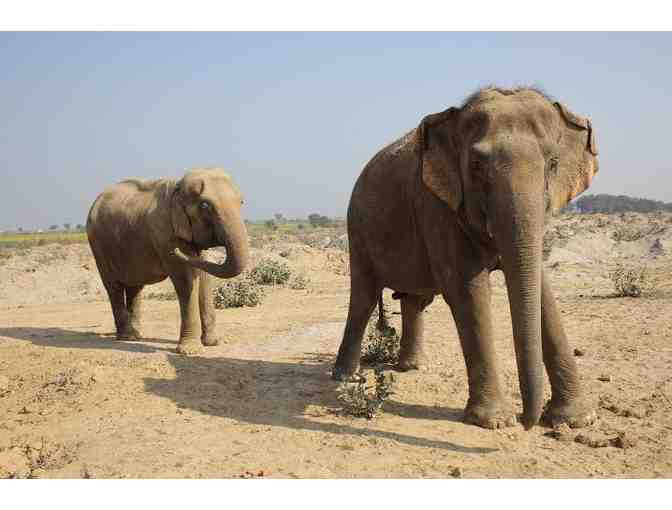 Ele Butts - Watercolor Painting by Belinda Stewart