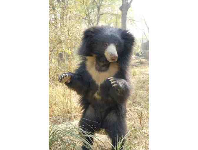 Green Glass Earrings
