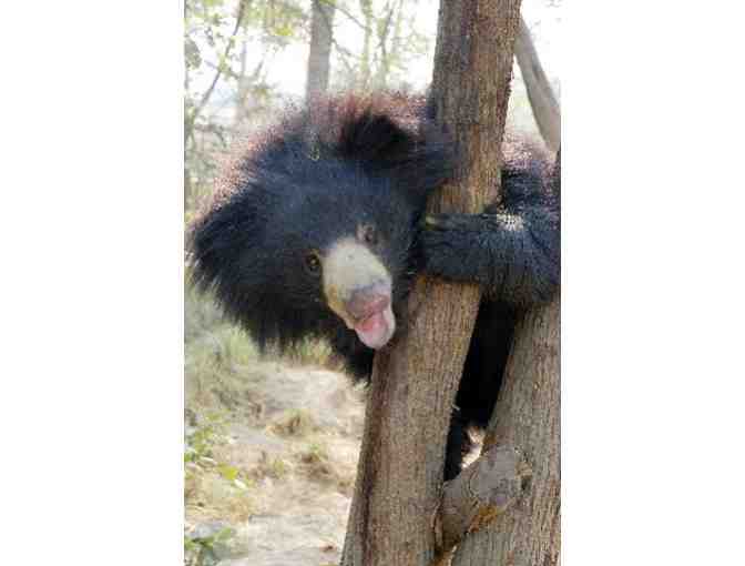 Pink and Gray Glass Earrings