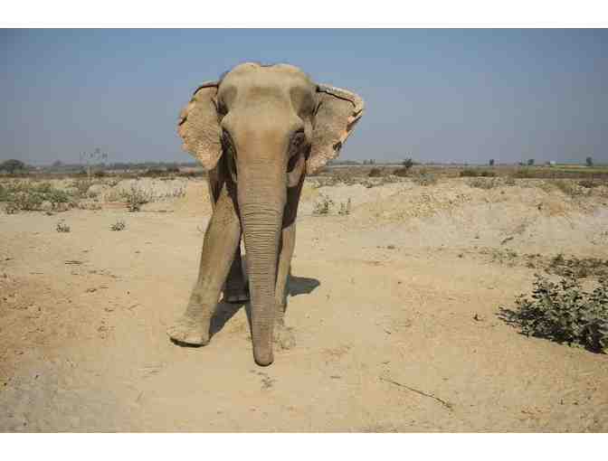 Elephant Wine Glasses