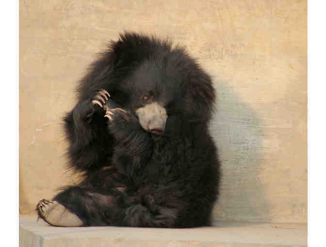 Purple Glass Earrings