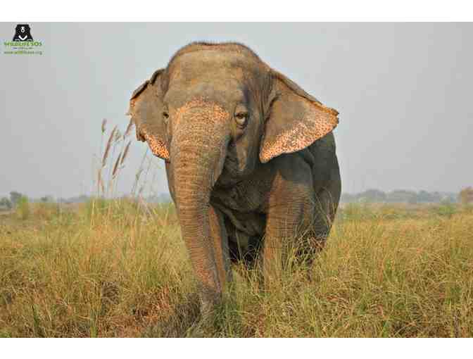 Beggar Woman- Print by Sean Diediker