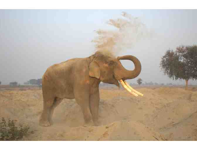 Suraj's first footprint as a free elephant