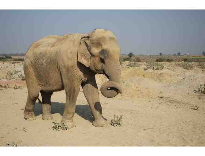 Mia's first foot print as a free elephant