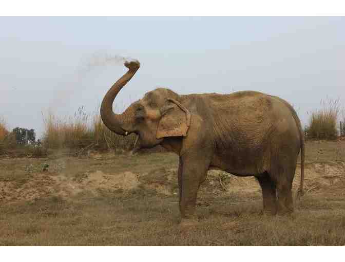 Sita's first footprint as a free elephant