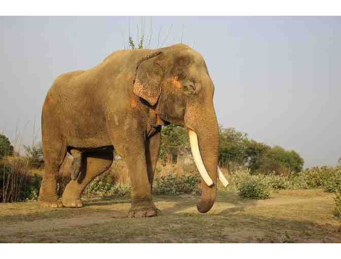 Elephant Tile Mosaic by Sarah Pickard
