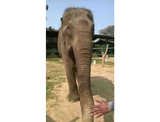 Ellie Love- By Lily Uoka