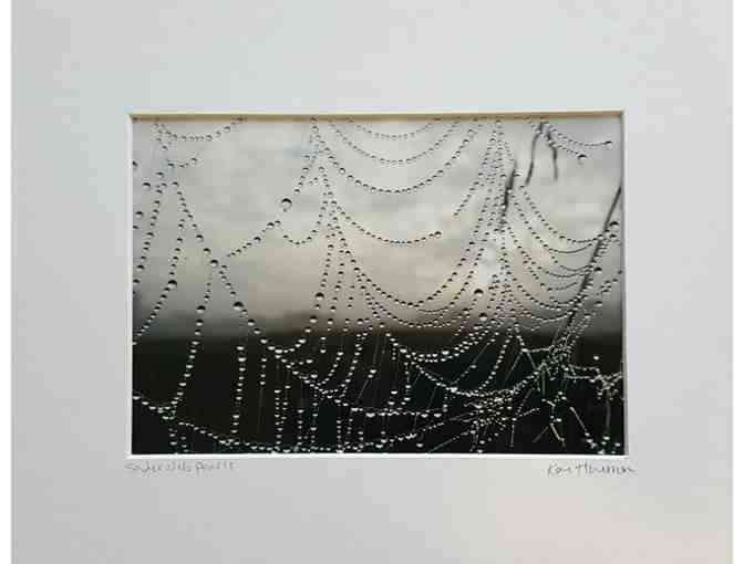 Fine Art Photo:   Spider Web Pearls by Kari Harmon