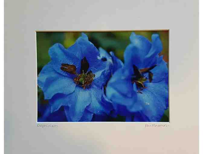 Fine Art Photo: Delphinium by Kari Harmon