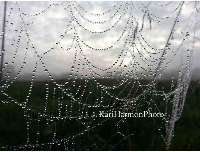 Fine Art Photo:   Spider Web Pearls by Kari Harmon