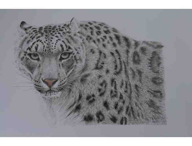 Snow leopard- a giclee by Lesley Galton
