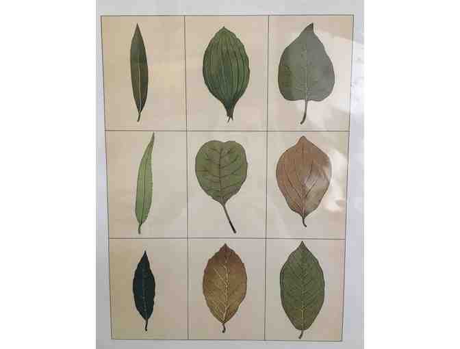 Three Prints:  Aloe Vera Succulent Print ,Green leaf vintage print, Vintage birds