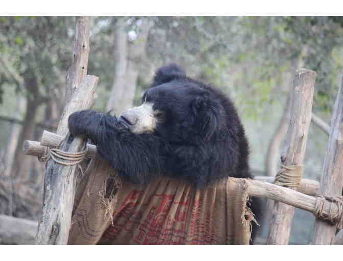Buy a jar of honey for blind sloth bears
