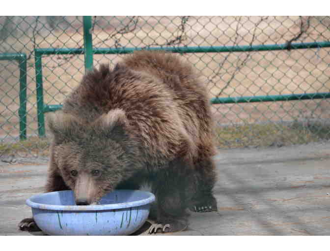 Buy a pot of honey for the brown bears