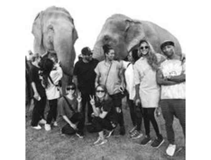 Pharrell Williams signed photo of Sanjay elephant
