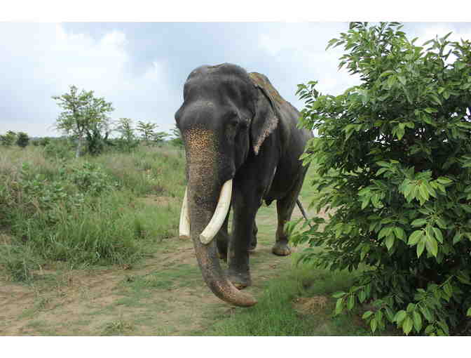 Feed Gajraj elephant for a day!