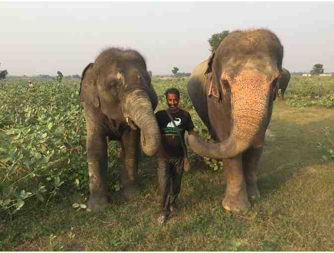 Behind-The-Scenes Tour of India including the Elephant Conservation and Care Center