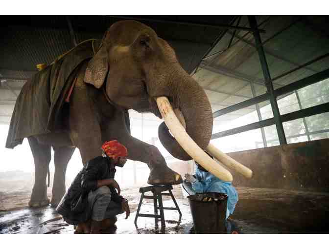 Buy a pedicure for a rescued elephant