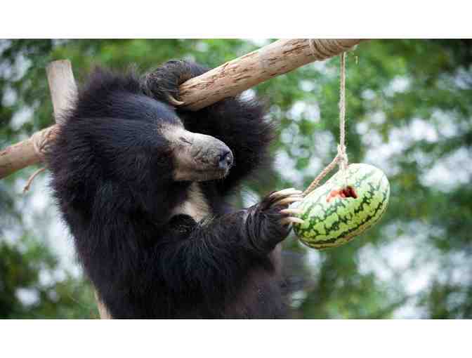 Buy a Hanging Enrichment for a Sloth Bear - Photo 1