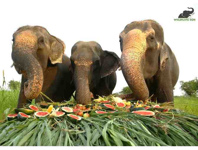 Feed a rescued Elephant for a day! - Photo 1