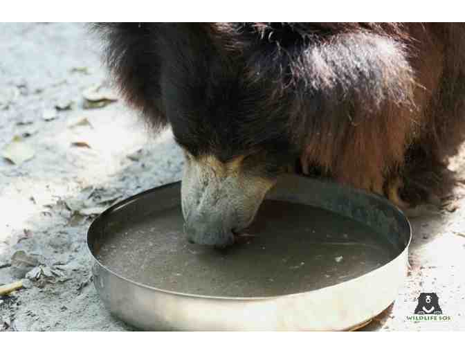 Feed a rescued Sloth Bear for a day