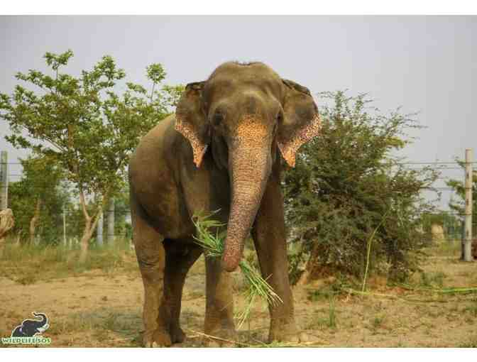 Happy Raju Under Elephant Ears by Belinda Stewart