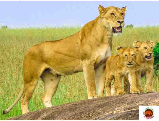 Kenya 9 Day Safari