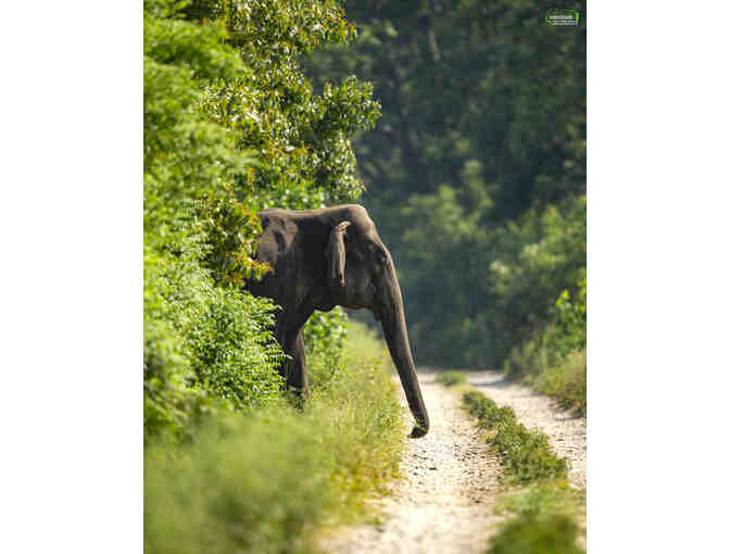 Asian Elephant Portrait - Photo Print on Canvas
