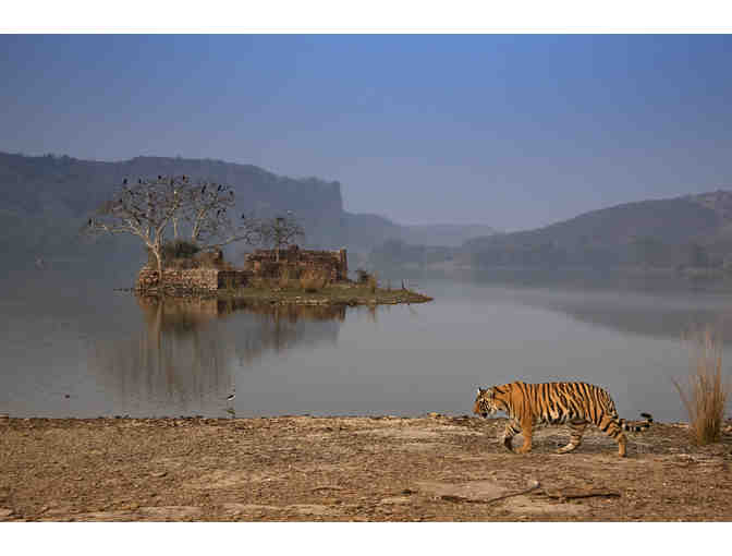 Tiger at the Lake Portrait - Photo Print on Canvas