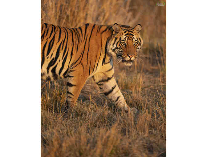 Tiger in the Golden Hour - Photo Print on Canvas