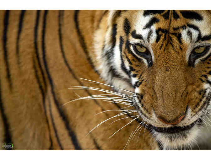 Tiger Portrait - Photo Print on Canvas